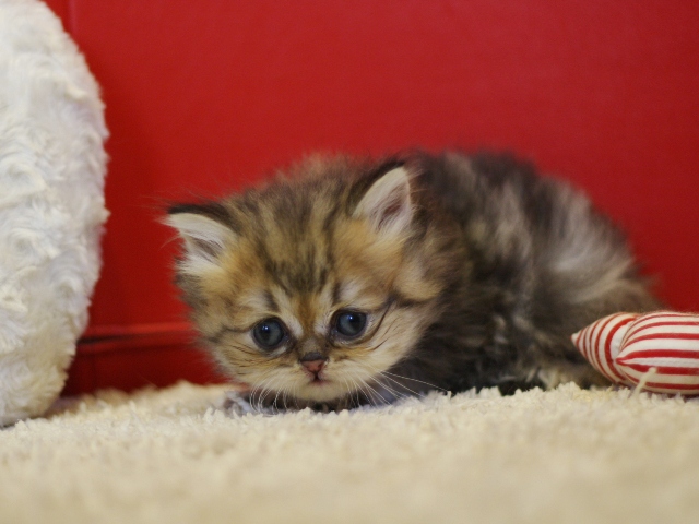 ペルシャチンチラの子猫