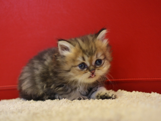 ペルシャチンチラの子猫
