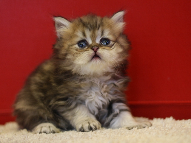 ペルシャチンチラの子猫