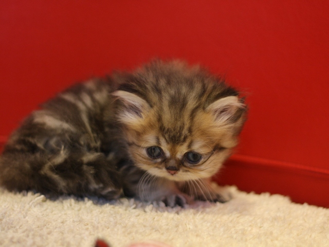 ペルシャチンチラの子猫