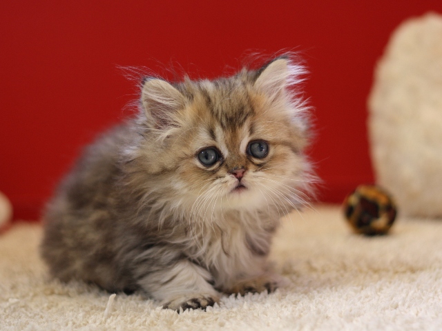 ペルシャチンチラの子猫