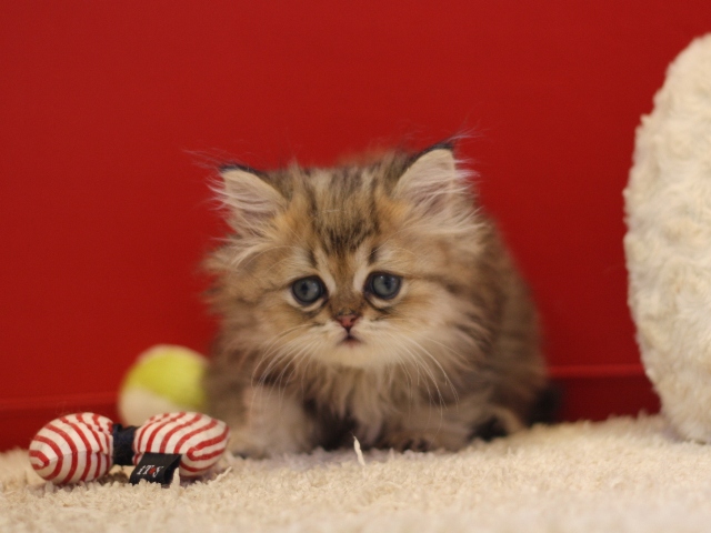 ペルシャチンチラの子猫