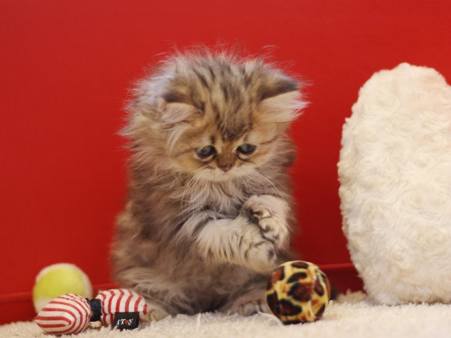 ペルシャチンチラの子猫