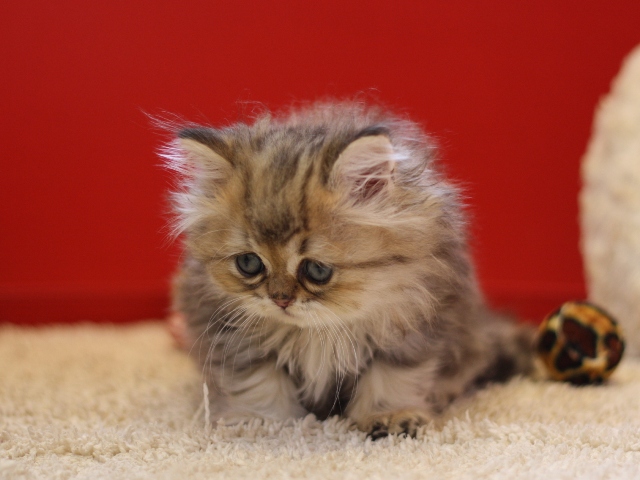 ペルシャチンチラの子猫