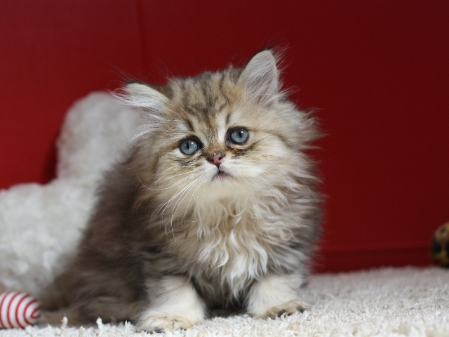 ペルシャチンチラの子猫