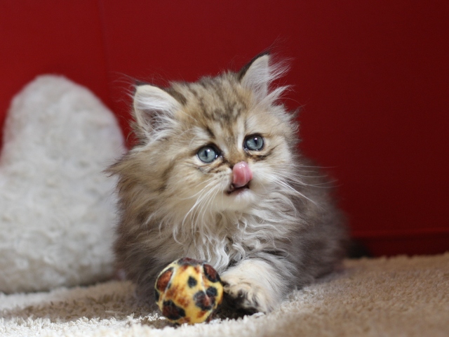 ペルシャチンチラの子猫