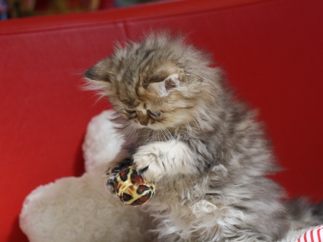 ペルシャチンチラの子猫