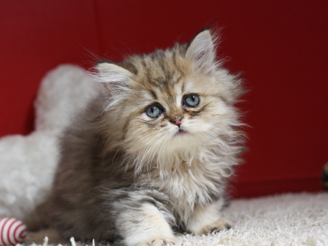 ペルシャチンチラの子猫