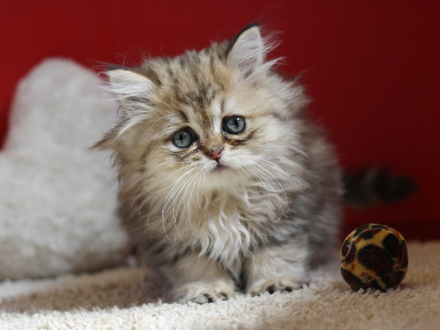 ペルシャチンチラの子猫