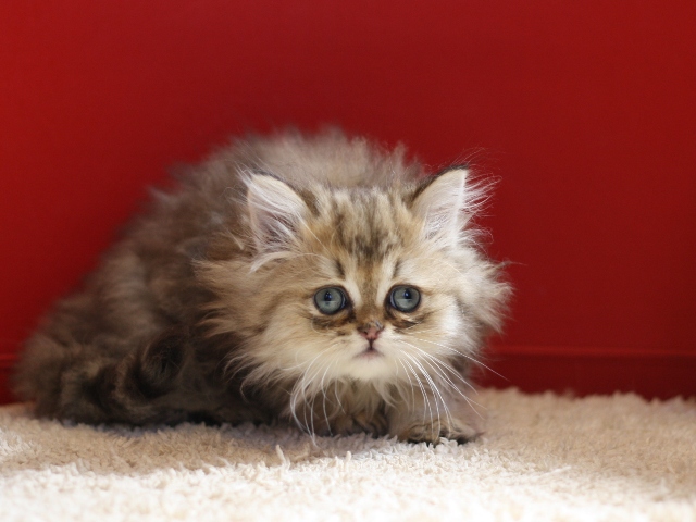 ペルシャチンチラの子猫