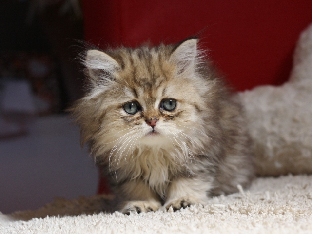 ペルシャチンチラの子猫