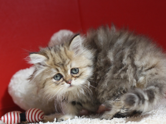 ペルシャチンチラの子猫