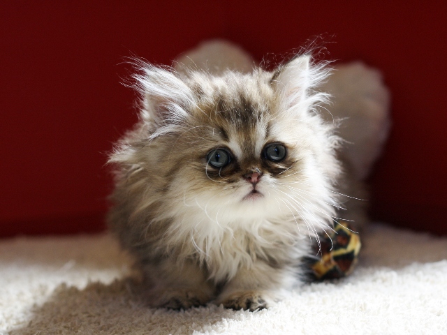 ペルシャチンチラの子猫