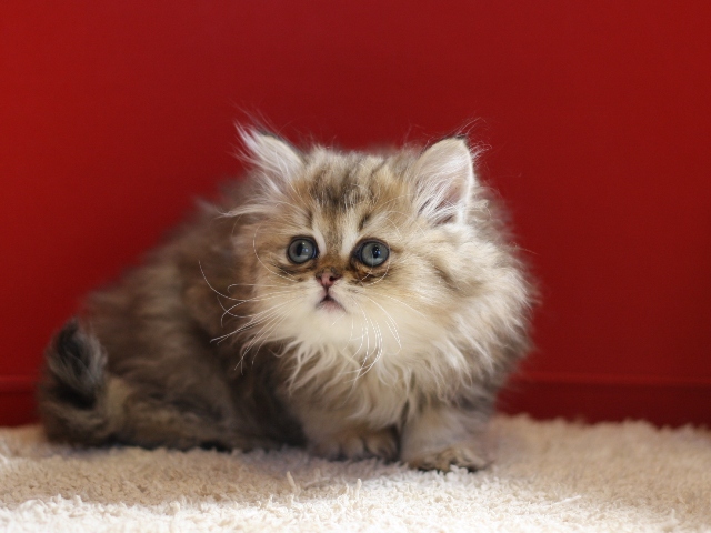 ペルシャチンチラの子猫