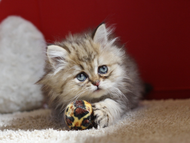 ペルシャチンチラの子猫