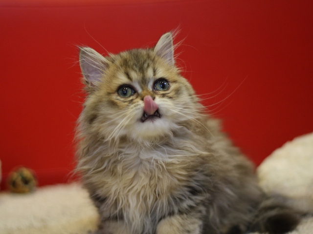 ペルシャチンチラの子猫