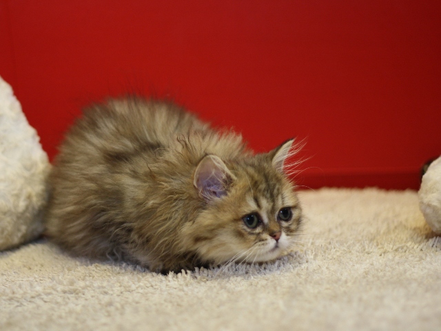ペルシャチンチラの子猫
