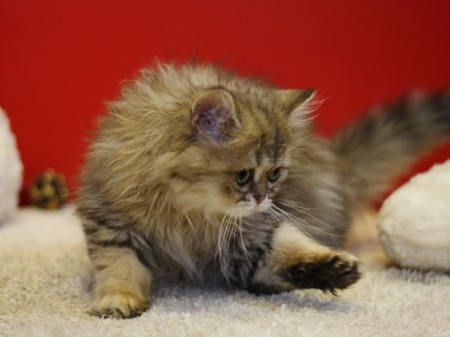 ペルシャチンチラの子猫