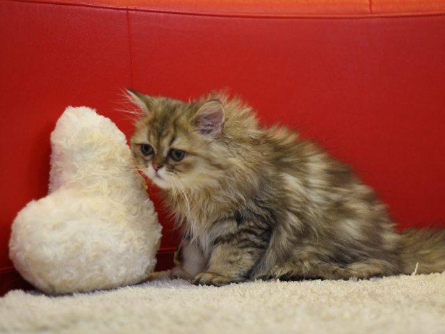 ペルシャチンチラの子猫
