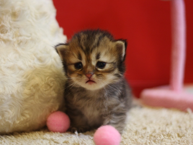 ペルシャチンチラの子猫