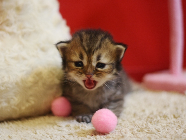 ペルシャチンチラの子猫