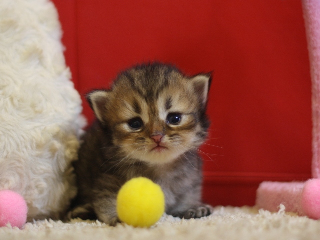 ペルシャチンチラの子猫