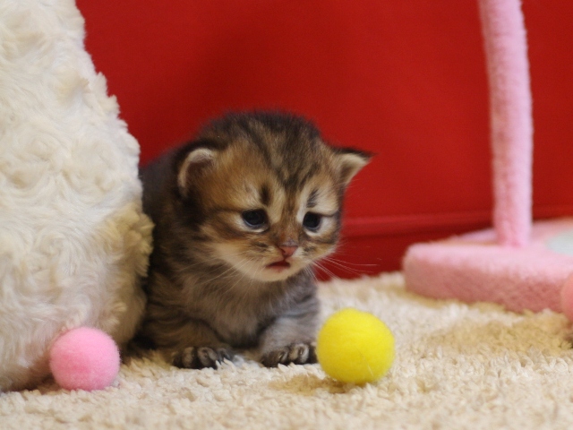 ペルシャチンチラの子猫