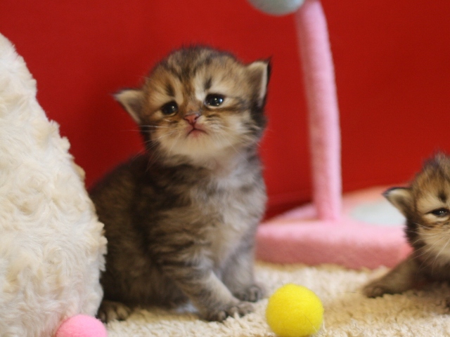 ペルシャチンチラの子猫