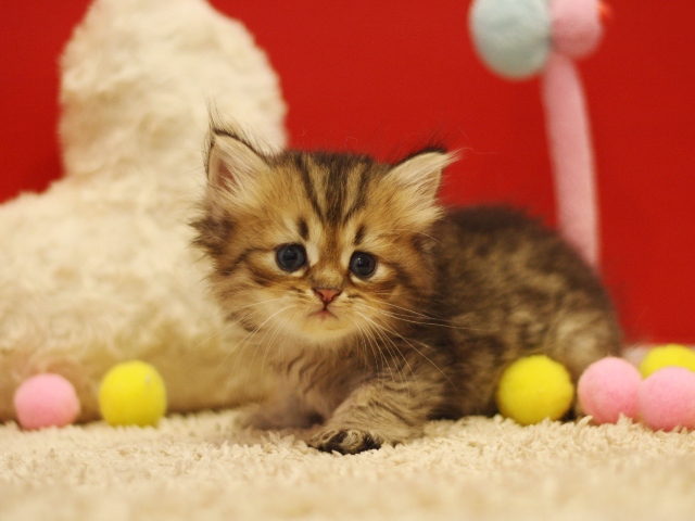 ペルシャチンチラの子猫