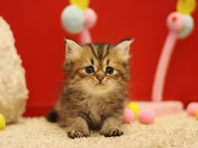ペルシャチンチラの子猫
