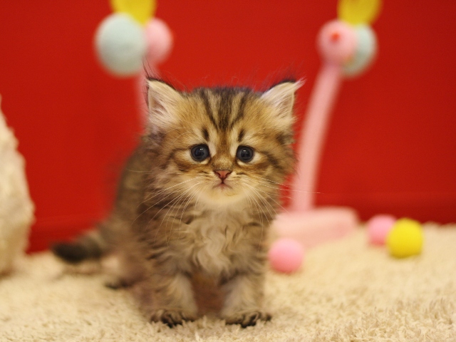 ペルシャチンチラの子猫