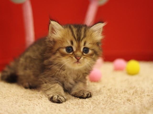 ペルシャチンチラの子猫
