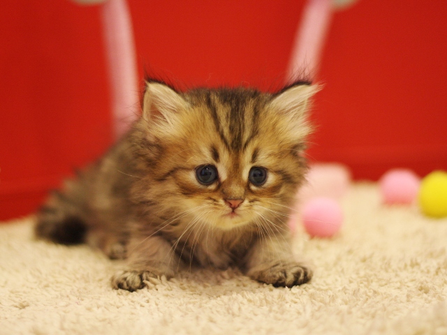 ペルシャチンチラの子猫