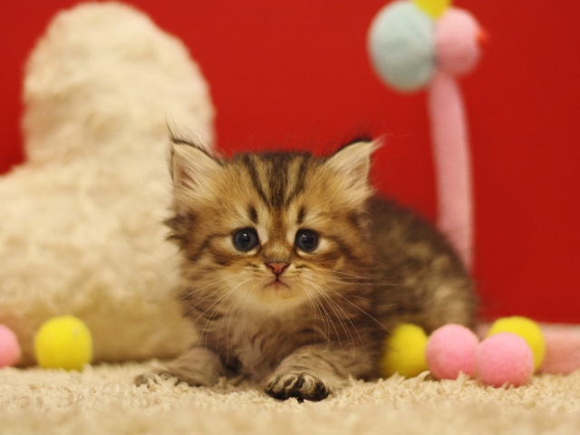 ペルシャチンチラの子猫
