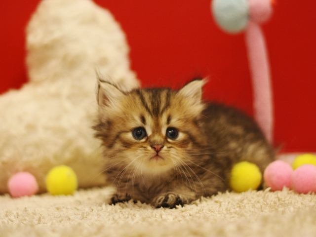 ペルシャチンチラの子猫