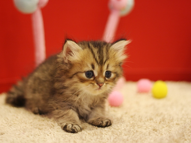 ペルシャチンチラの子猫
