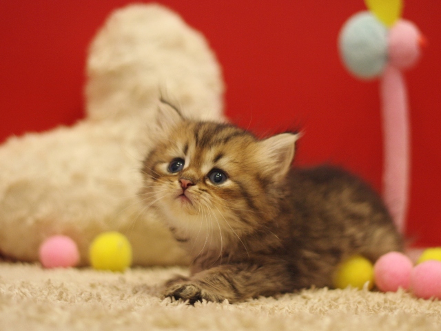 ペルシャチンチラの子猫