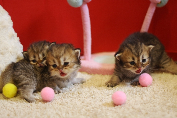 ペルシャチンチラの子猫