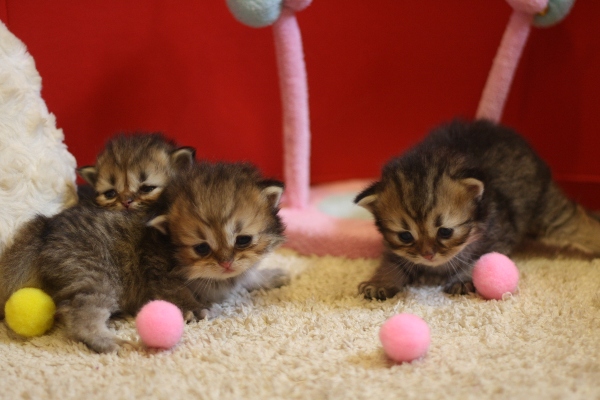 ペルシャチンチラの子猫