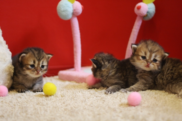 ペルシャチンチラの子猫