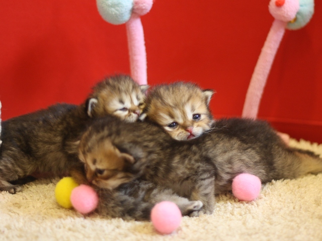 ペルシャチンチラの子猫