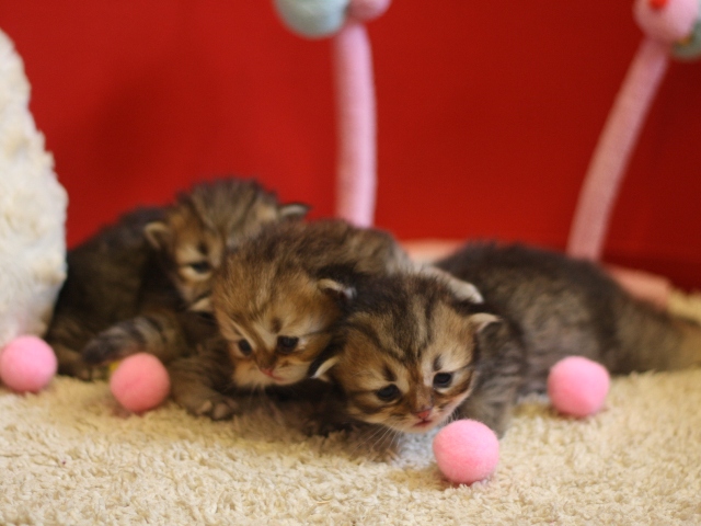 ペルシャチンチラの子猫