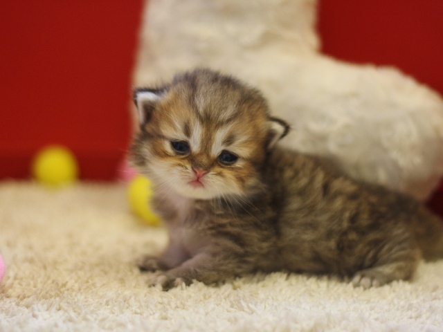 ペルシャチンチラの子猫