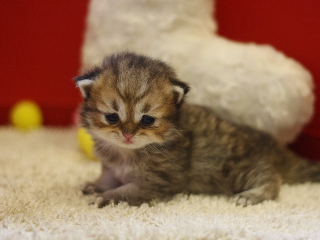 ペルシャチンチラの子猫