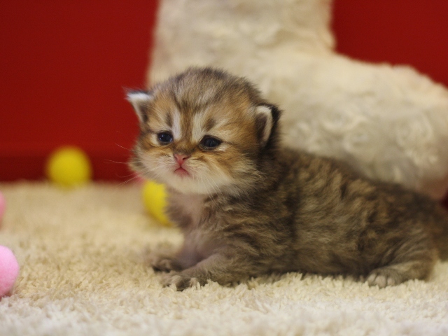 ペルシャチンチラの子猫