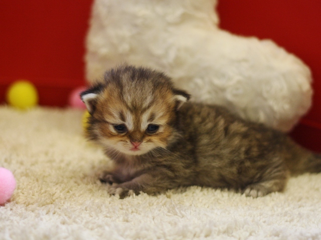 ペルシャチンチラの子猫