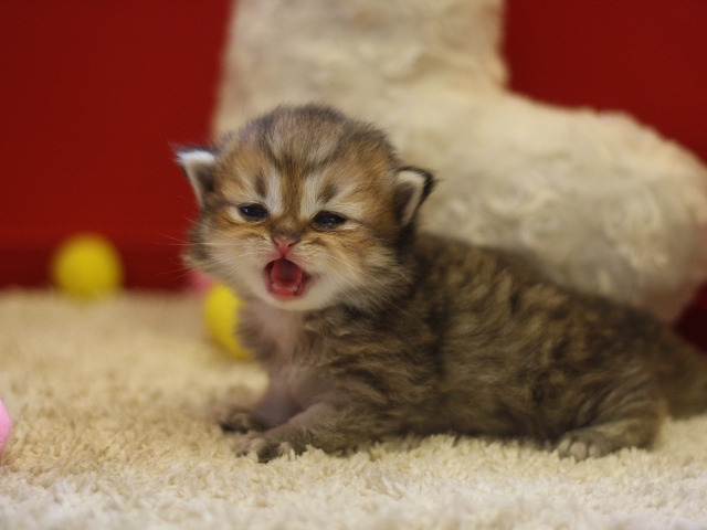 ペルシャチンチラの子猫