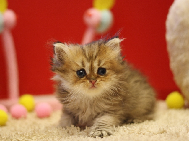 ペルシャチンチラの子猫