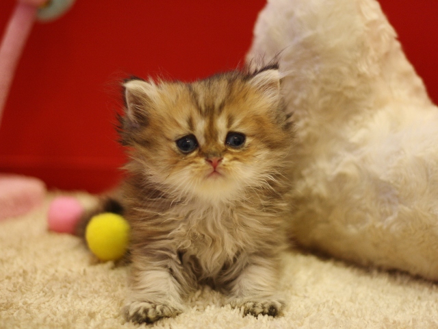 ペルシャチンチラの子猫