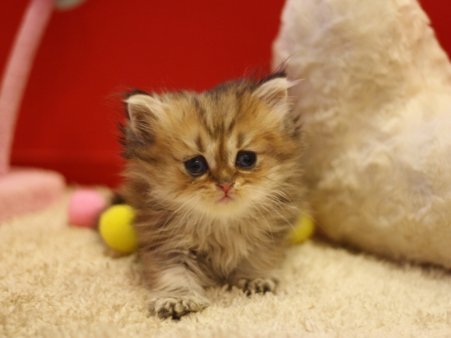 ペルシャチンチラの子猫